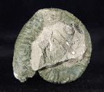 Orthosphinctes polygyratus (REINECKE 1818) - Bild © FossNet FossilienStore